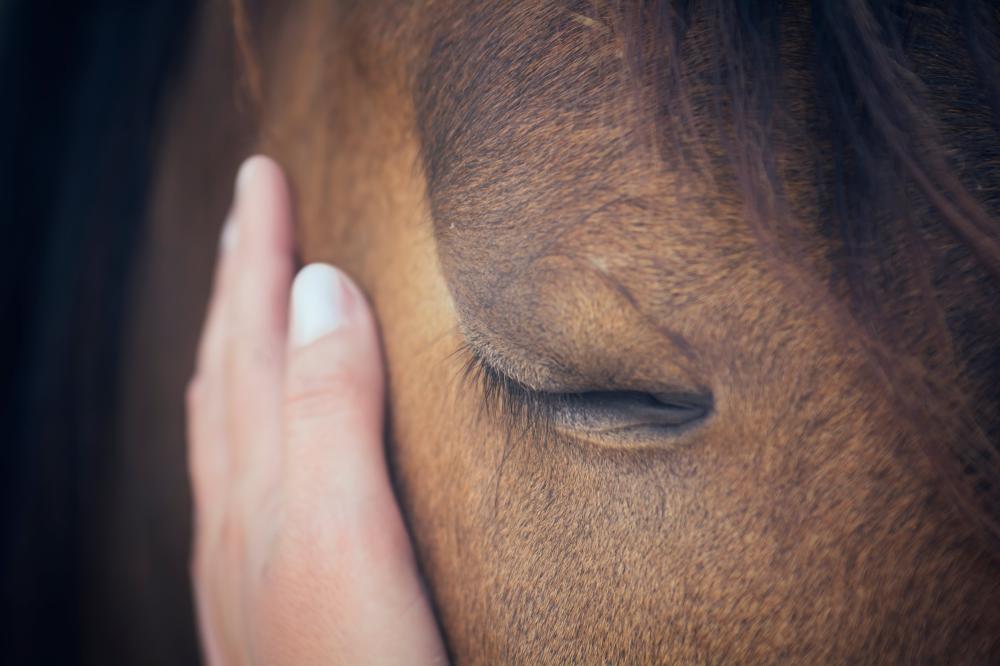 soins chevaux près de Chauvigny